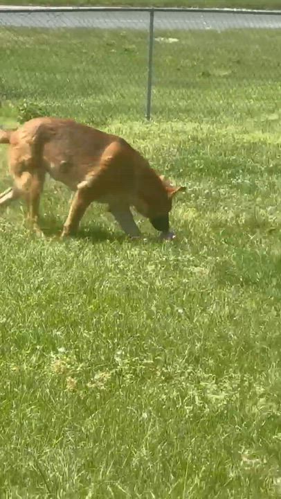 Enlarge Mercy, a Adopted German Shepherd Dog in Syracuse, NY video 5/6