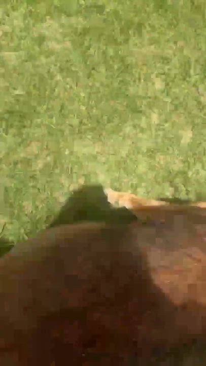 Enlarge Mercy, a Adopted German Shepherd Dog in Syracuse, NY video 6/6