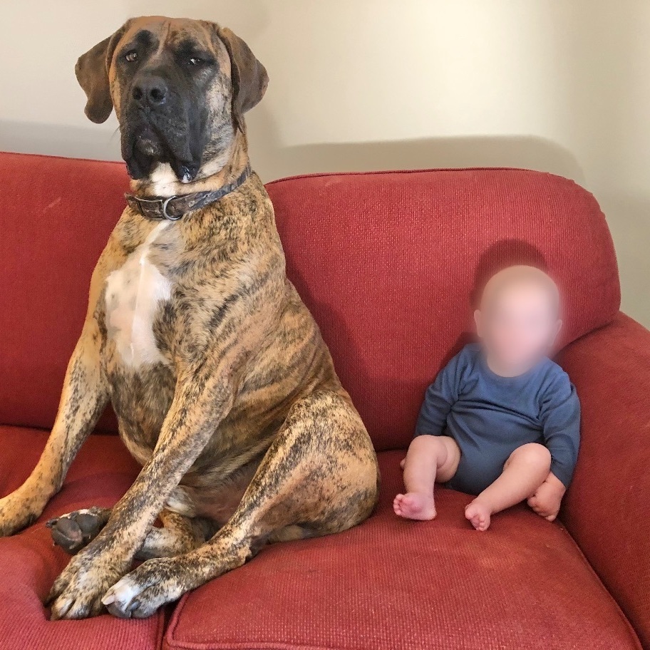 Ragnar, Adopted, Adult Male Boerboel.