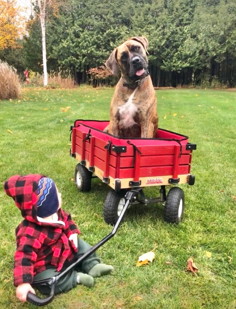 Enlarge Ragnar, a Adopted Boerboel in Mansfield, ON image 2/6