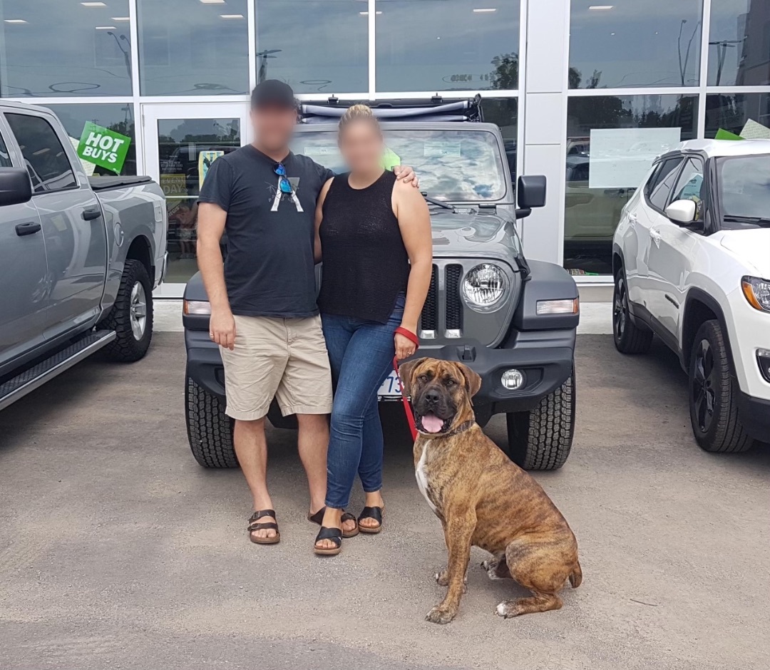 Enlarge Ragnar, a Adopted Boerboel in Mansfield, ON image 3/6