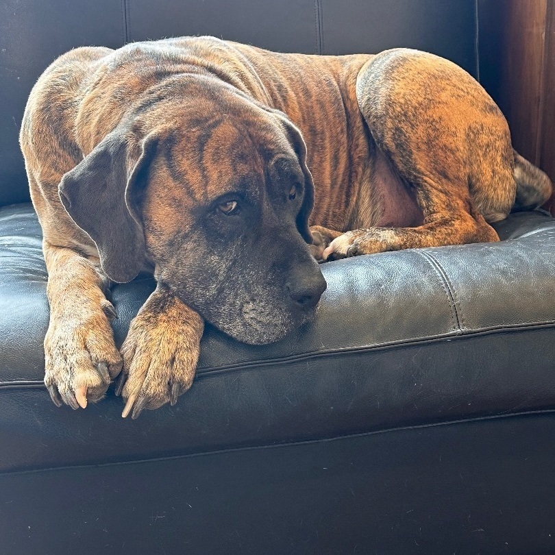 Enlarge Ragnar, a Adopted Boerboel in Mansfield, ON image 4/6