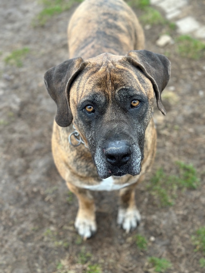 Enlarge Ragnar, a Adopted Boerboel in Mansfield, ON image 5/6