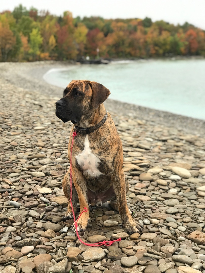 Enlarge Ragnar, a Adopted Boerboel in Mansfield, ON image 6/6