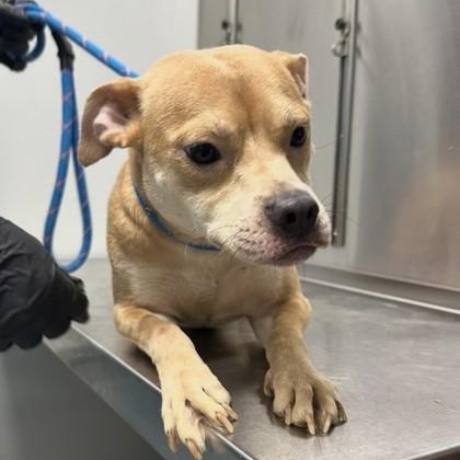 Enlarge Willow, an adoptable mixed breed in Converse, TX image 1/1