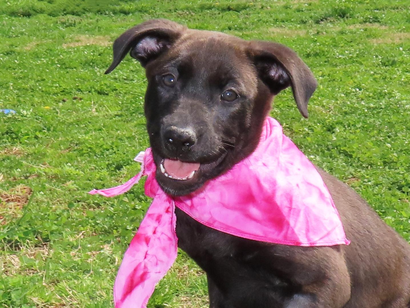 Enlarge Kit  26C-53A, an adopted Black Labrador Retriever in Rogers, AR image 1/5