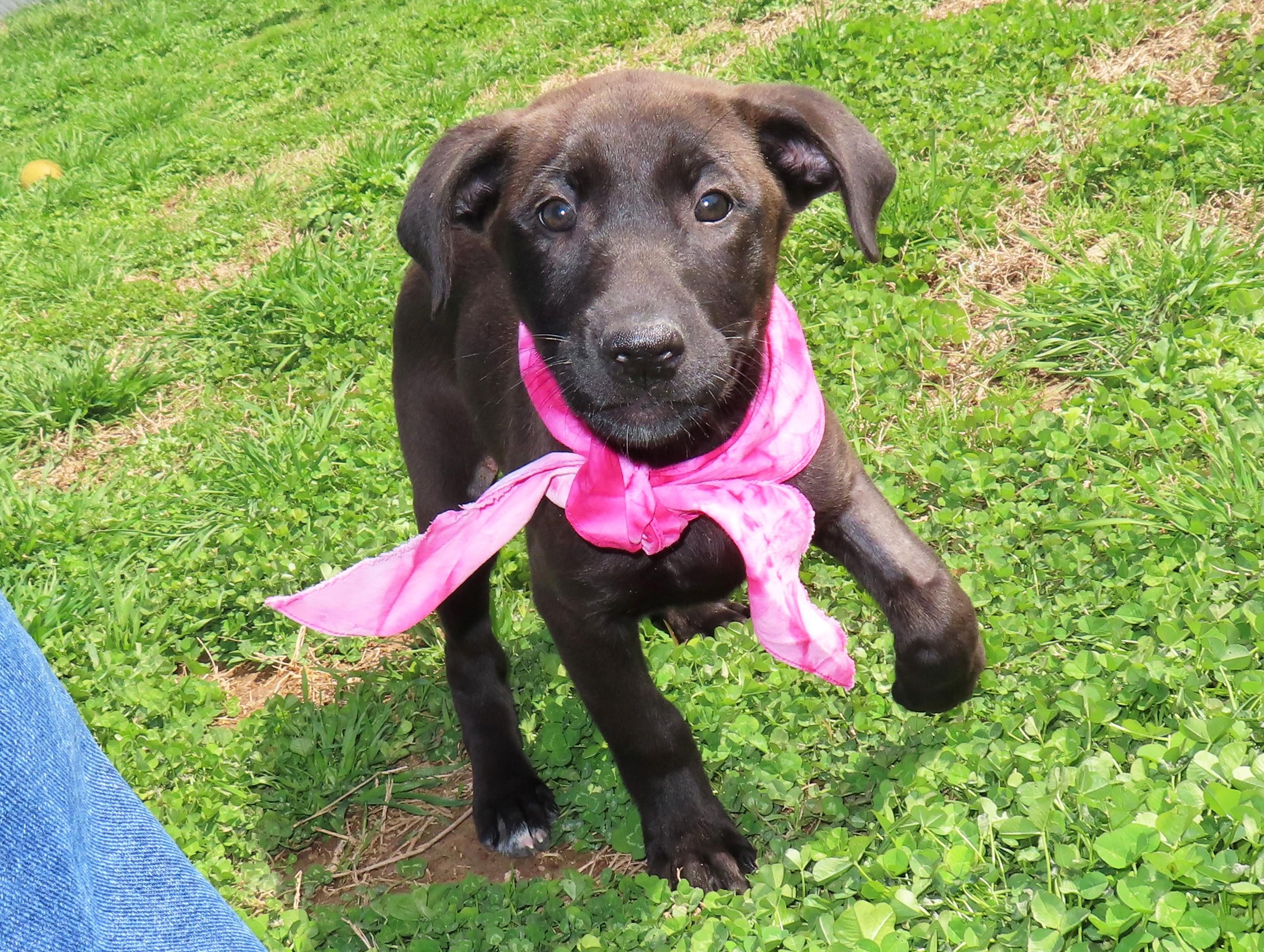 Enlarge Kit  26C-53A, an adopted Black Labrador Retriever in Rogers, AR image 2/5