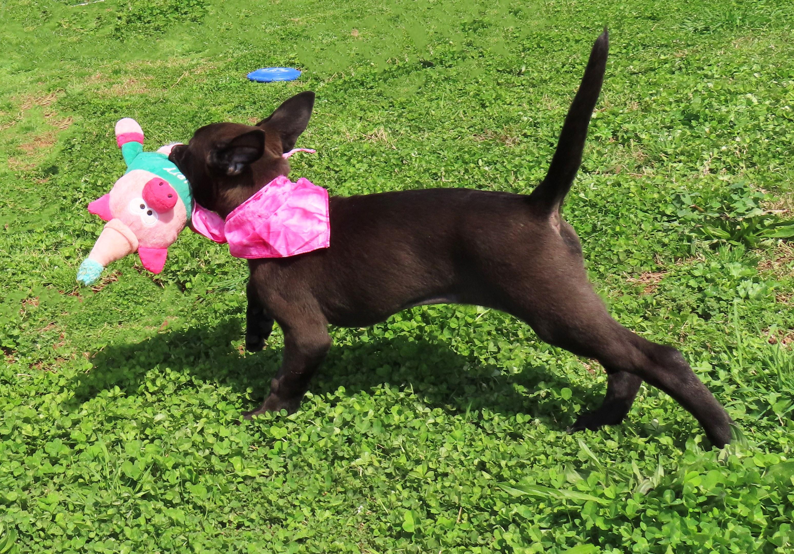 Enlarge Kit  26C-53A, an adopted Black Labrador Retriever in Rogers, AR image 3/5