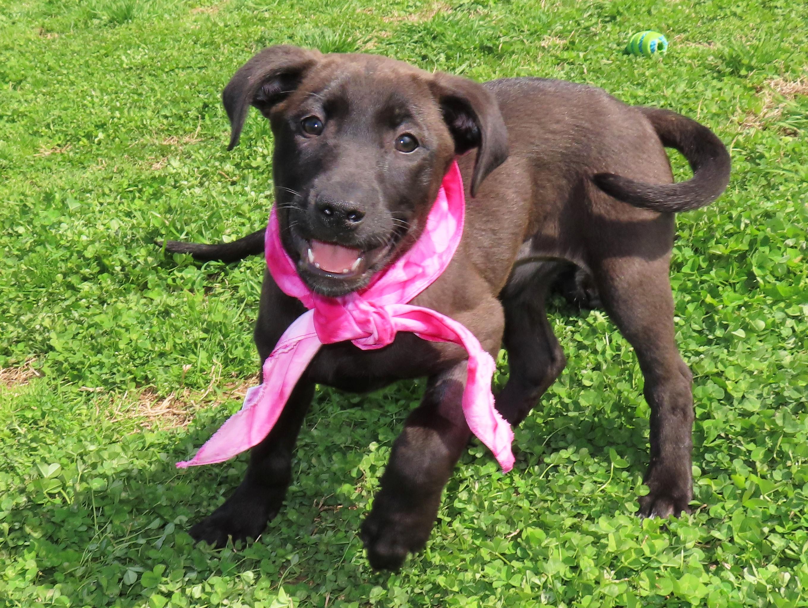 Enlarge Kit  26C-53A, an adopted Black Labrador Retriever in Rogers, AR image 5/5