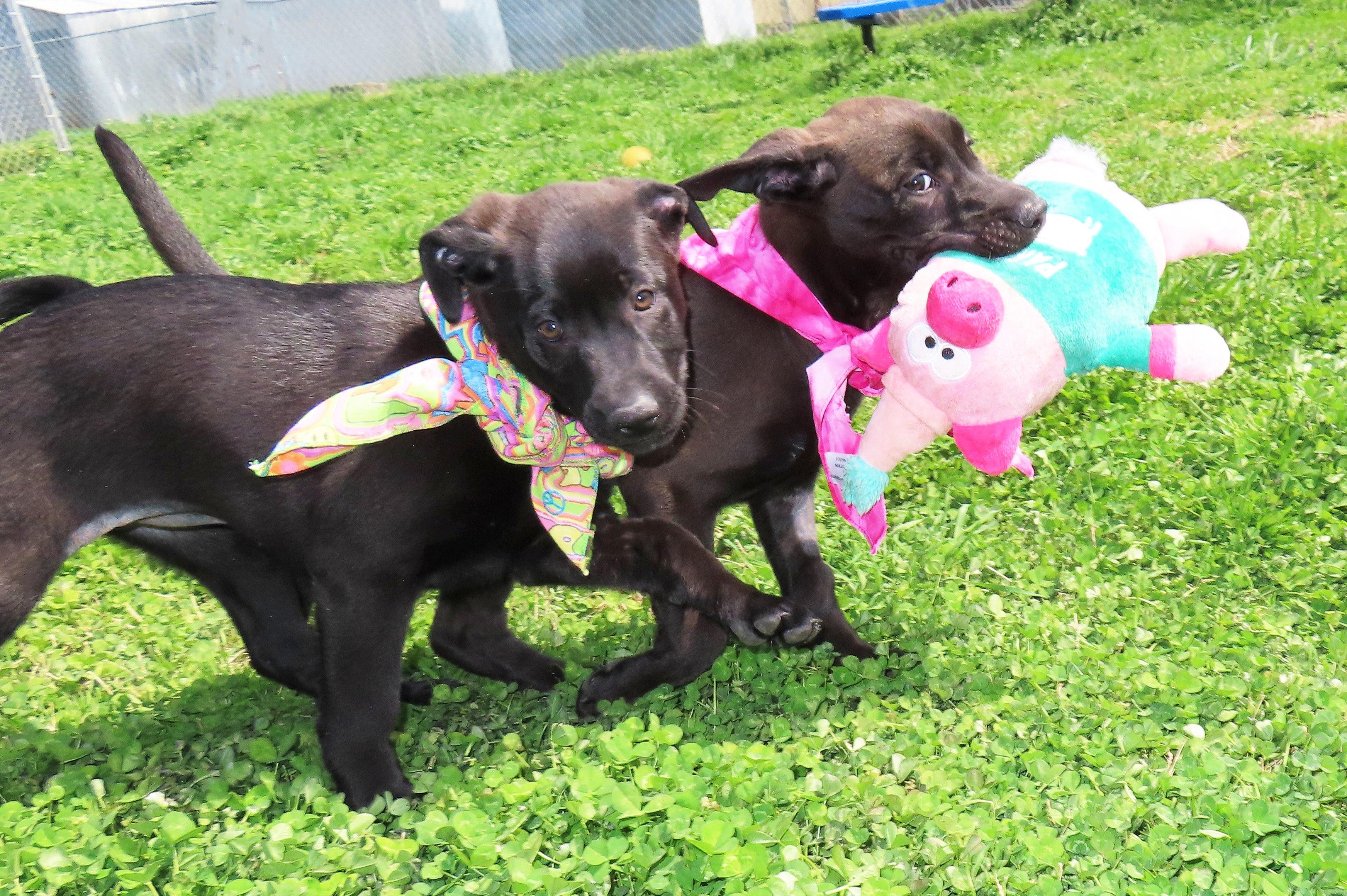 Enlarge Kit  26C-53A, an adopted Black Labrador Retriever in Rogers, AR image 4/5
