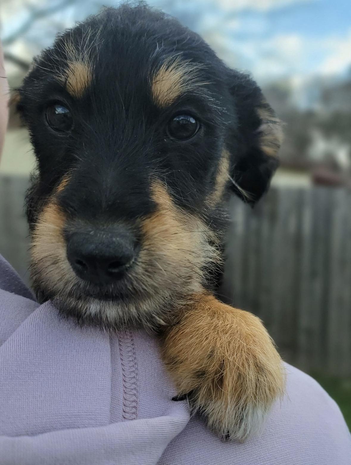 Enlarge Poblano , a Adoptable mixed breed in Mendham, NJ image 1/2
