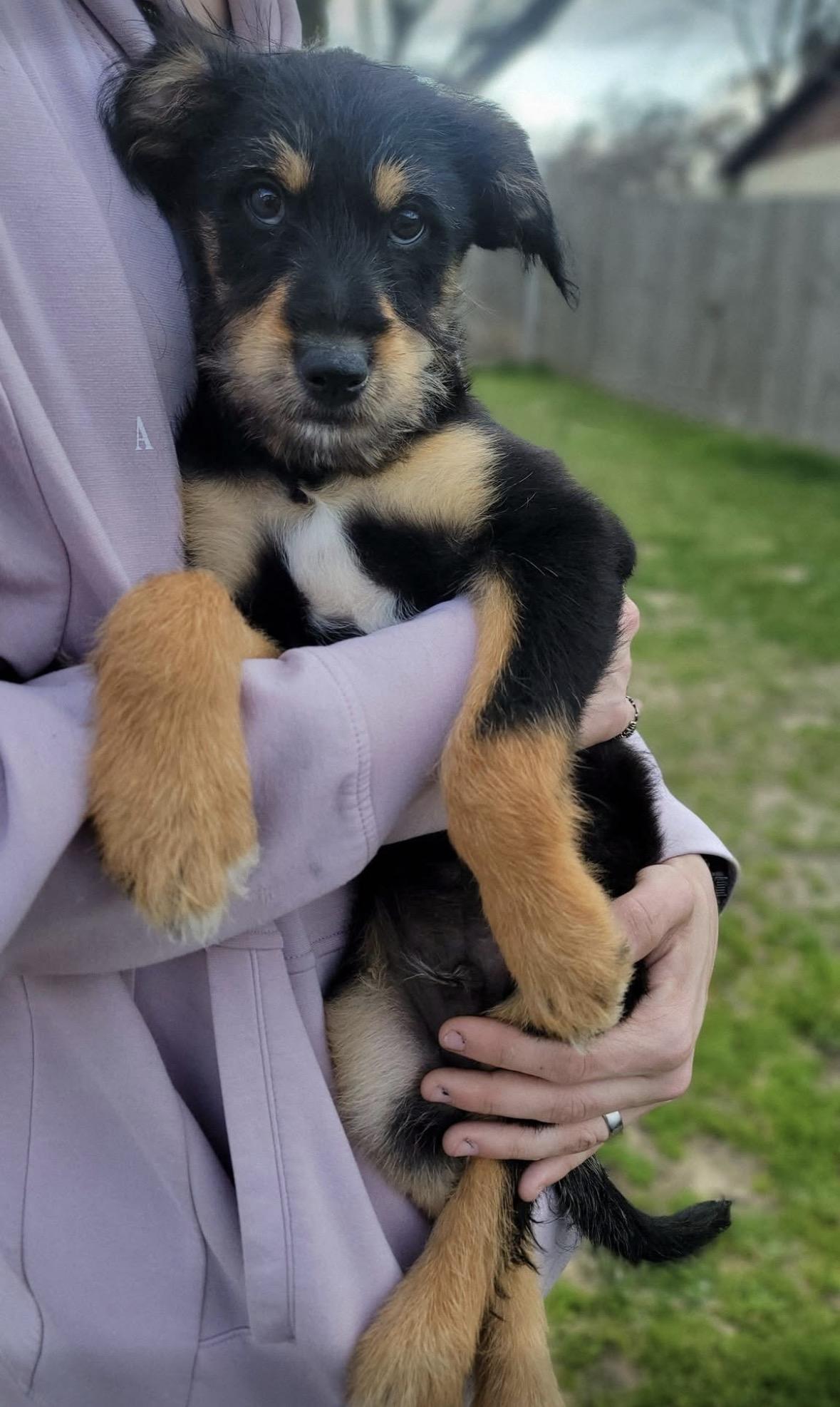 Enlarge Poblano , a Adoptable mixed breed in Mendham, NJ image 2/2