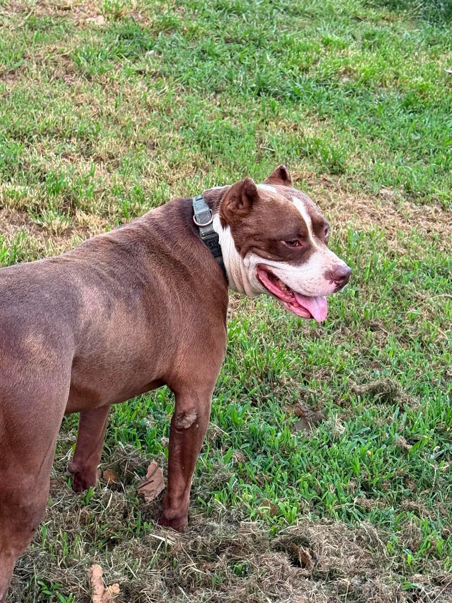 Enlarge Juice, a Adoptable Pit Bull Terrier in Germantown, OH image 1/3