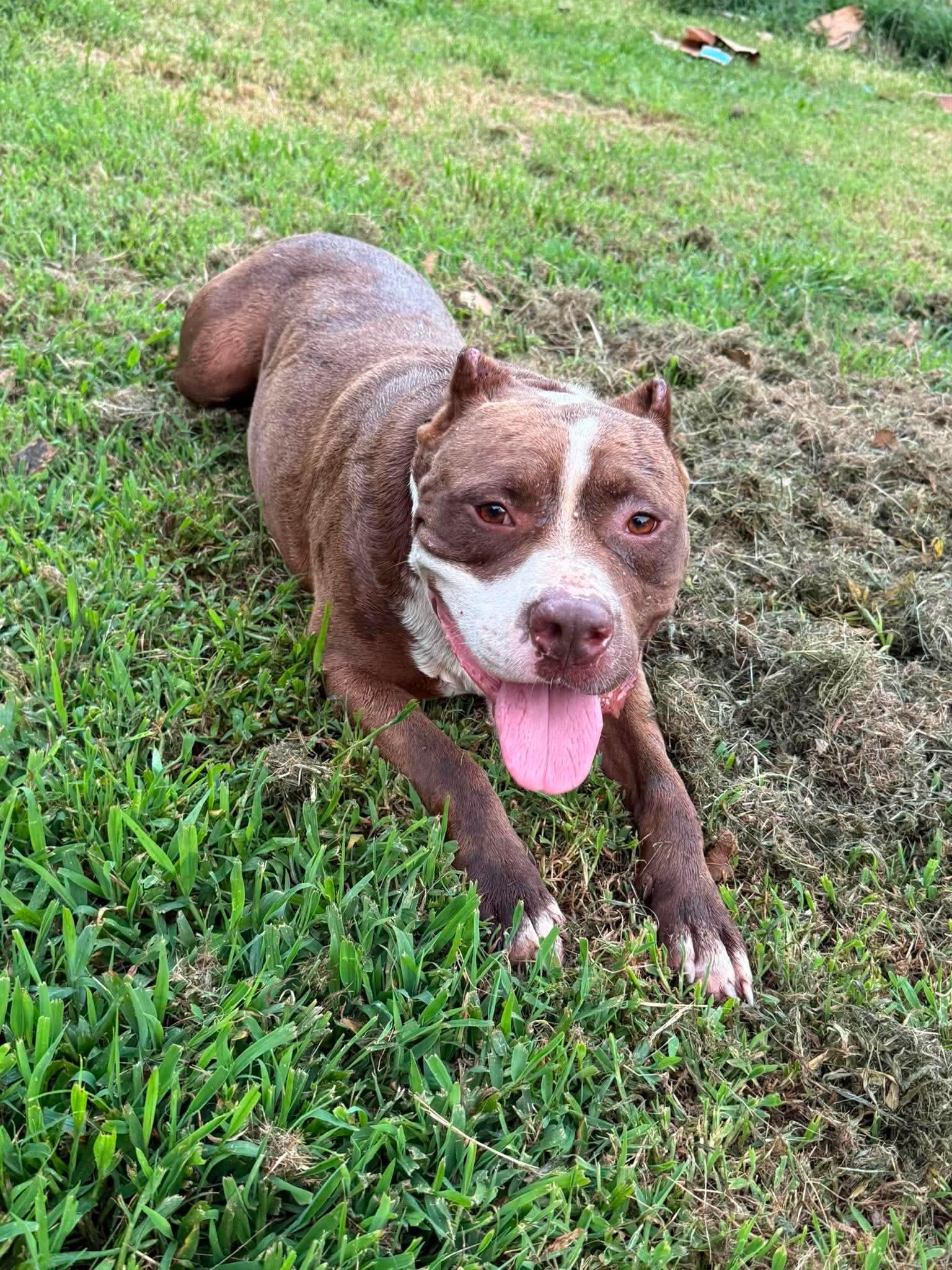 Enlarge Juice, a Adoptable Pit Bull Terrier in Germantown, OH image 2/3