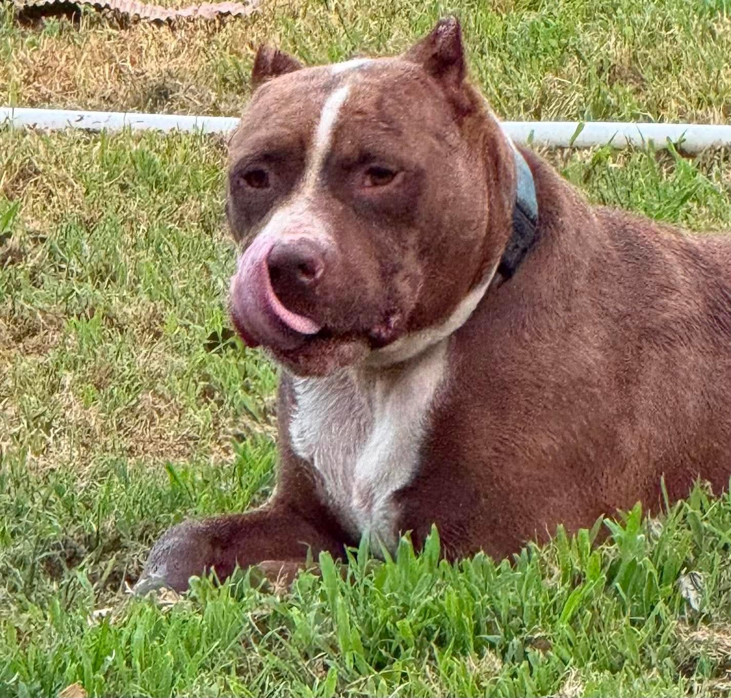 Enlarge Juice, a Adoptable Pit Bull Terrier in Germantown, OH image 3/3