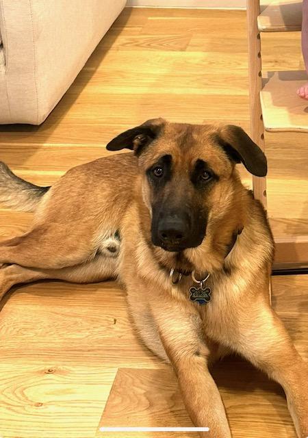 Bubba (Bubbalicous), Adoptable, Young Male Belgian Shepherd / Malinois.