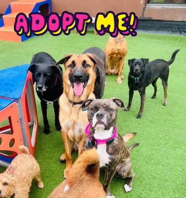 Bubba (Bubbalicous), Adoptable, Young Male Belgian Shepherd / Malinois.