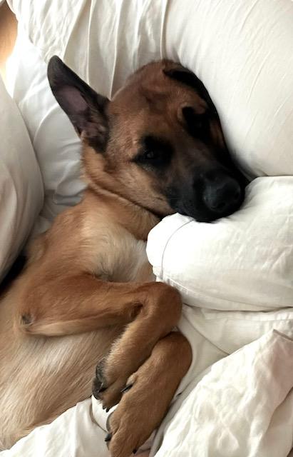 Enlarge Bubba (Bubbalicous), a Adoptable Belgian Shepherd / Malinois in Far Rockaway, NY image 3/3