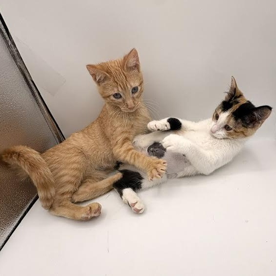 Pringles and Orange Soda, an adopted Domestic Short Hair in Springfield, MO image 3/5