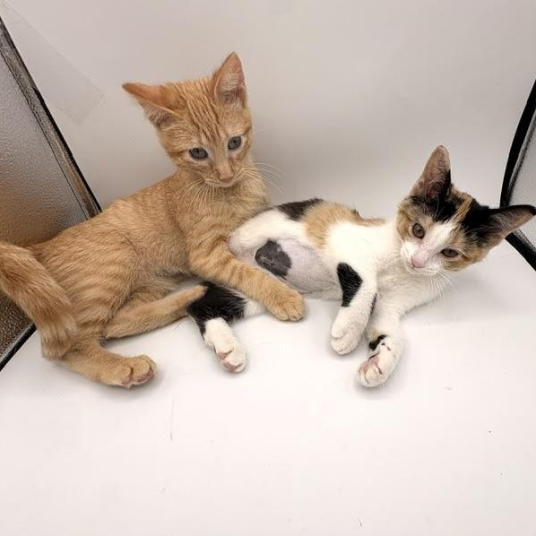 Pringles and Orange Soda, an adopted Domestic Short Hair in Springfield, MO image 1/5