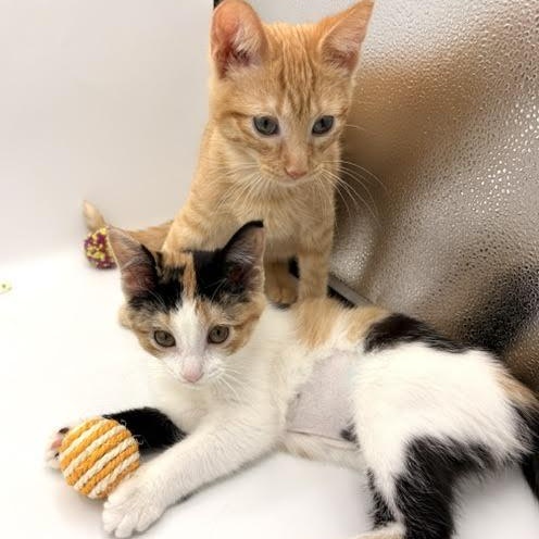 Pringles and Orange Soda, an adopted Domestic Short Hair in Springfield, MO image 5/5