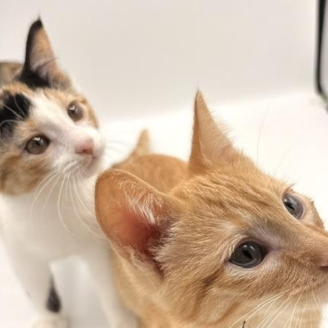 Pringles and Orange Soda, an adopted Domestic Short Hair in Springfield, MO image 2/5