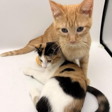Pringles and Orange Soda, an adopted Domestic Short Hair in Springfield, MO image 4/5