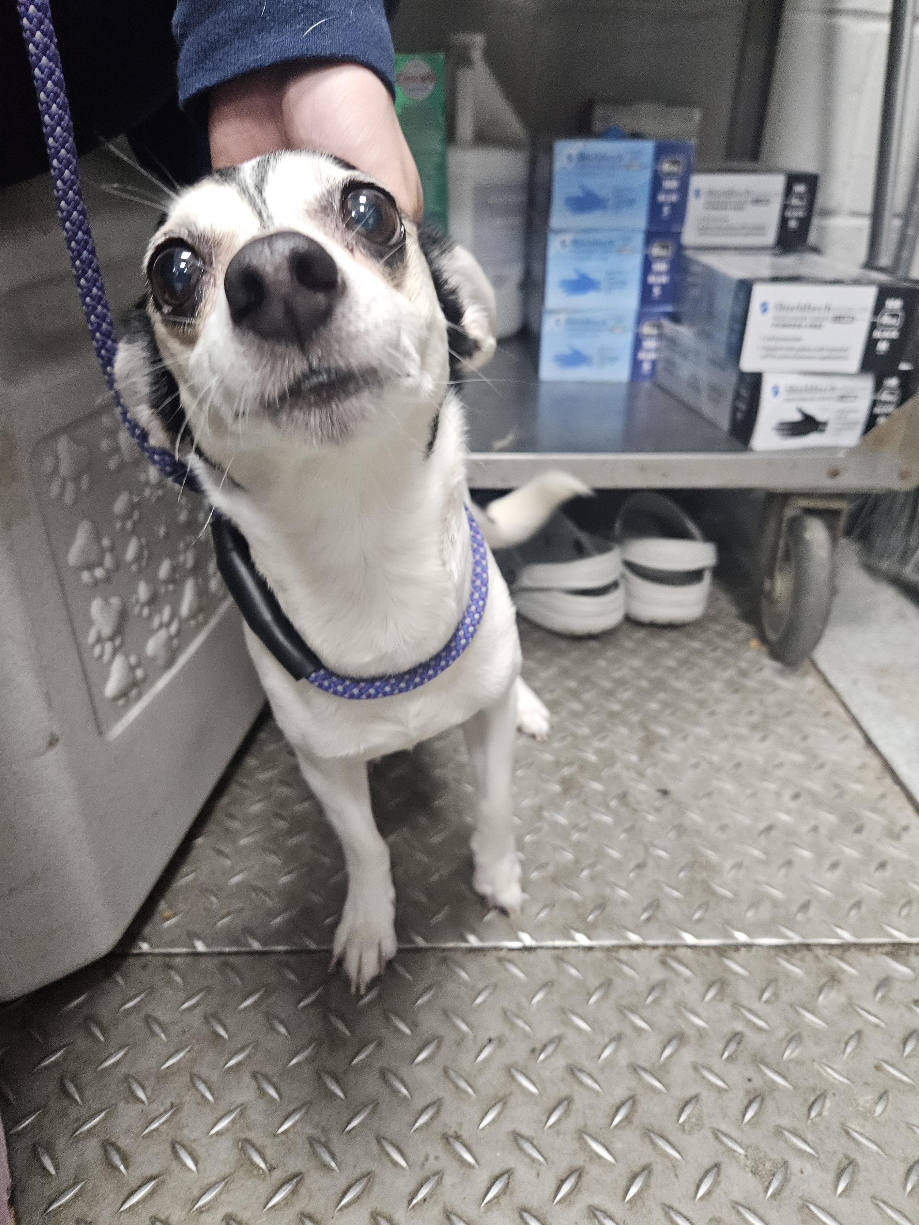 Elizabeth Taylor, adopted, Senior Female Rat Terrier & Chihuahua.