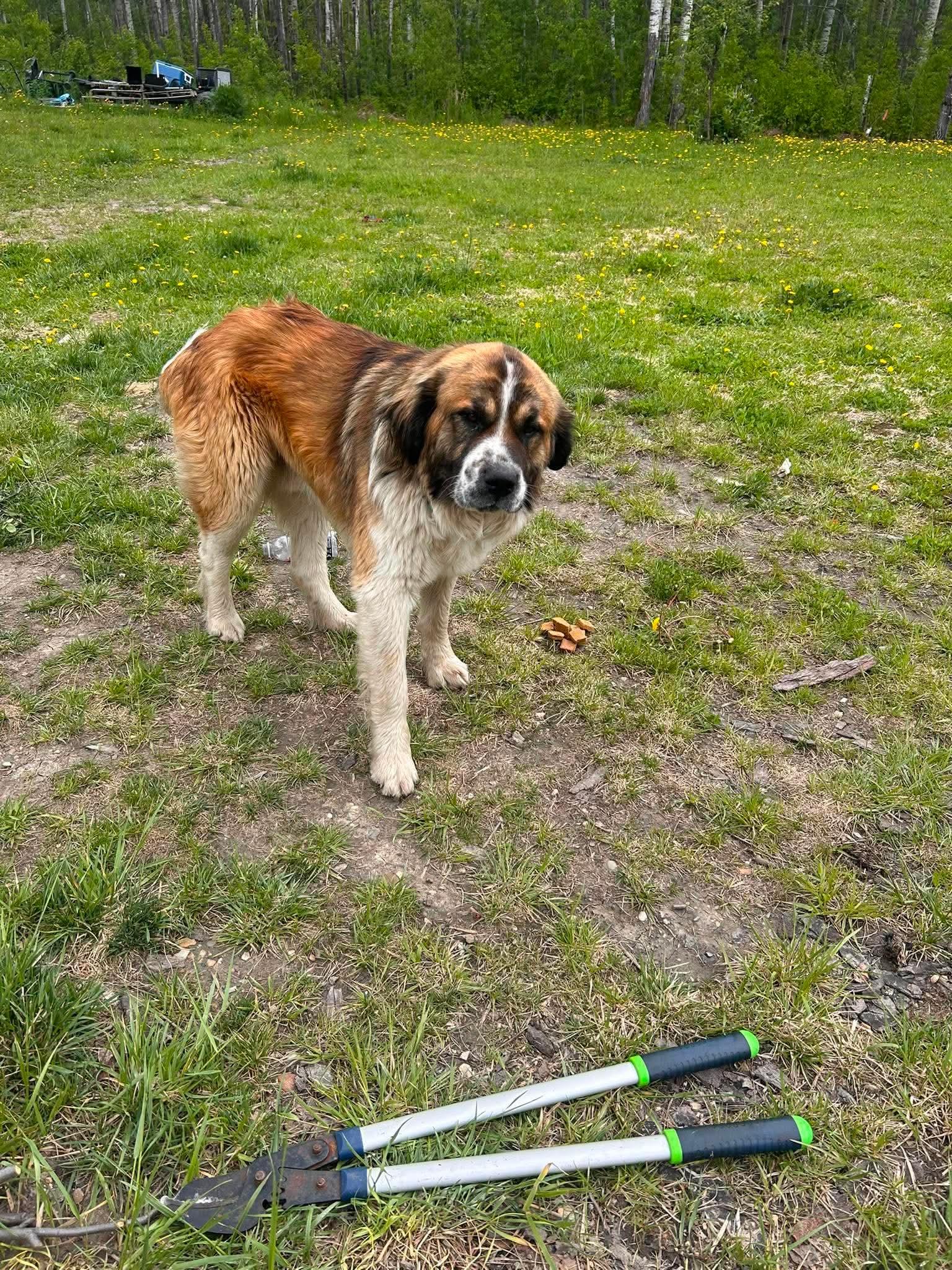 Changa, a ADOPTABLE mixed breed in Edmonton, AB image 2/4
