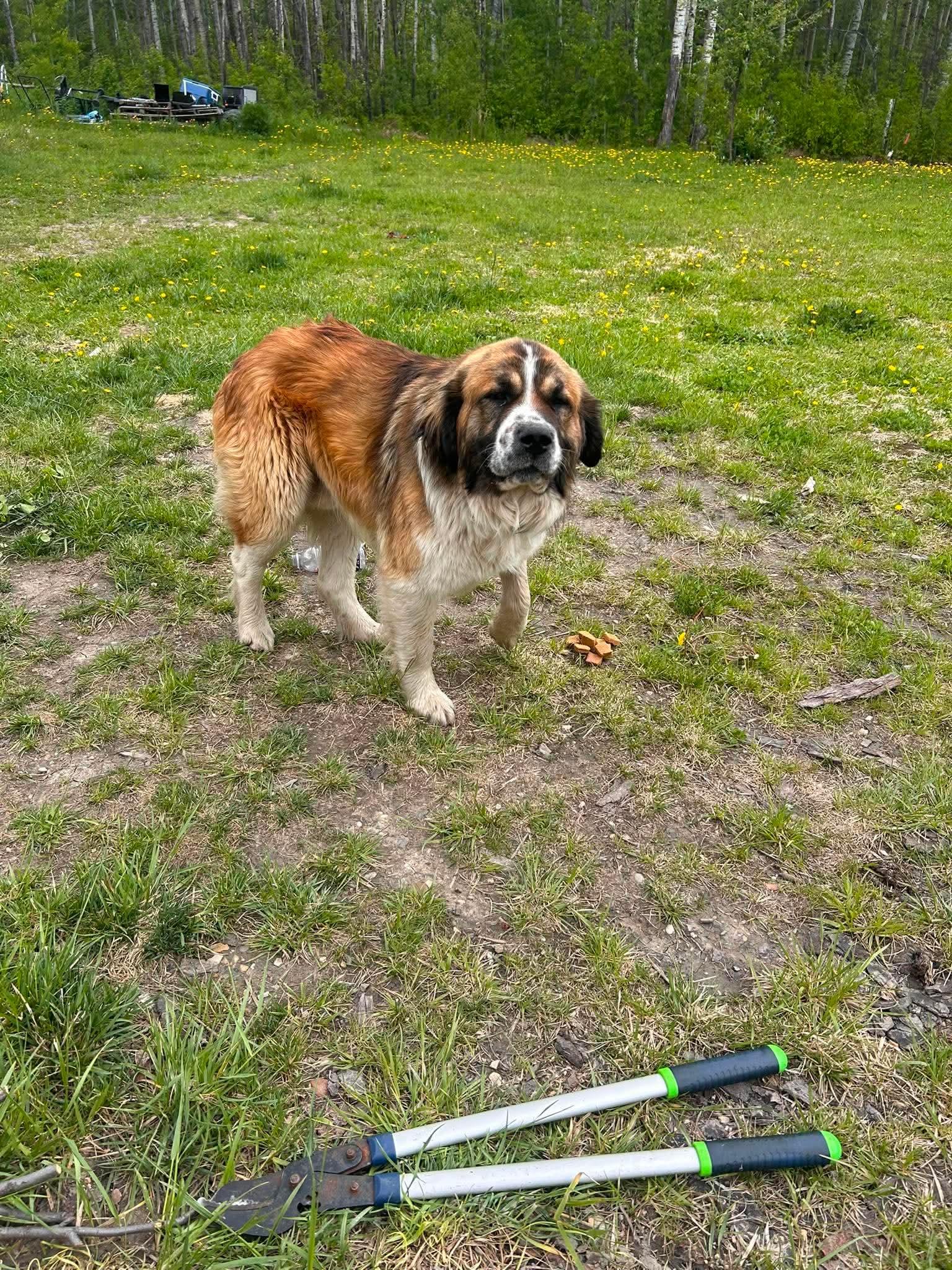 Changa, a ADOPTABLE mixed breed in Edmonton, AB image 4/4