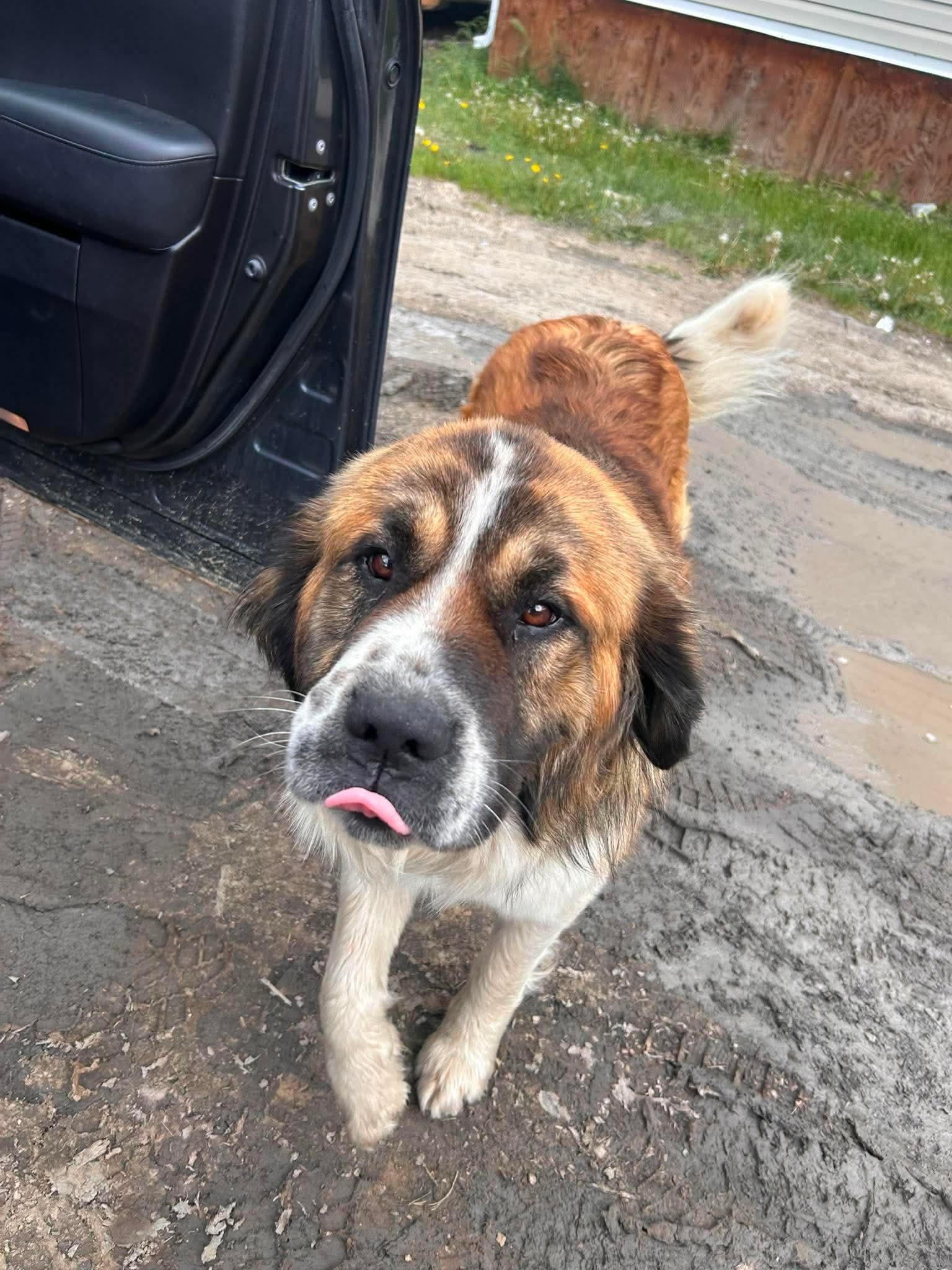 Changa, ADOPTABLE, Adult Male Saint Bernard.