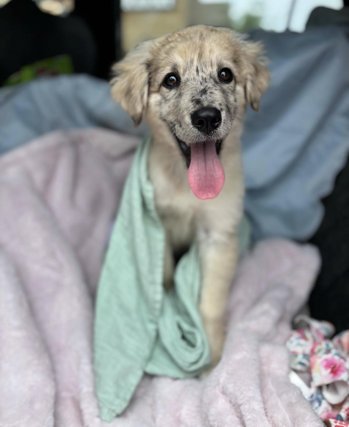 Enlarge Pippie, an adopted mixed breed in Pflugerville, TX image 2/5