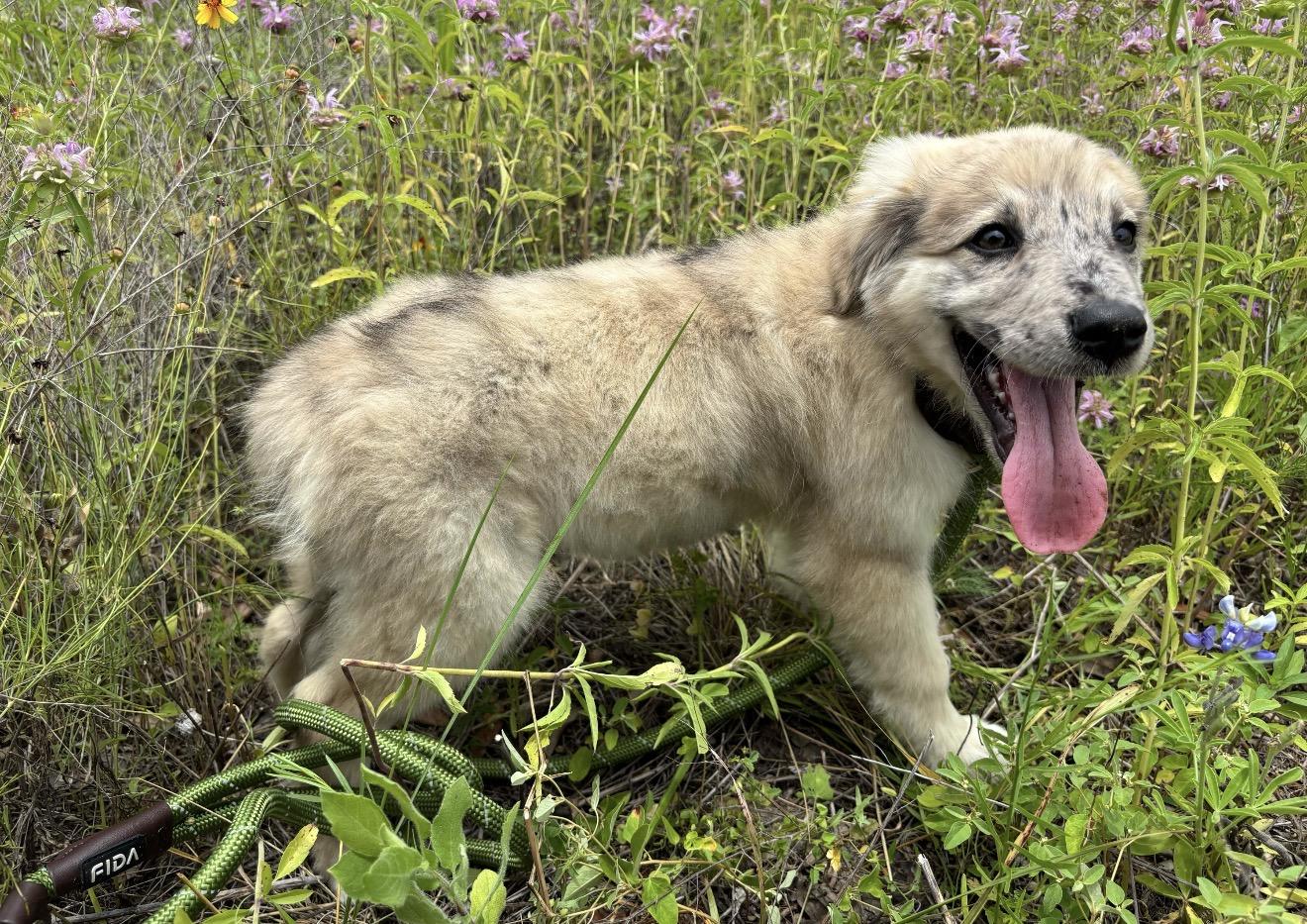 Enlarge Pippie, an adopted mixed breed in Pflugerville, TX image 5/5