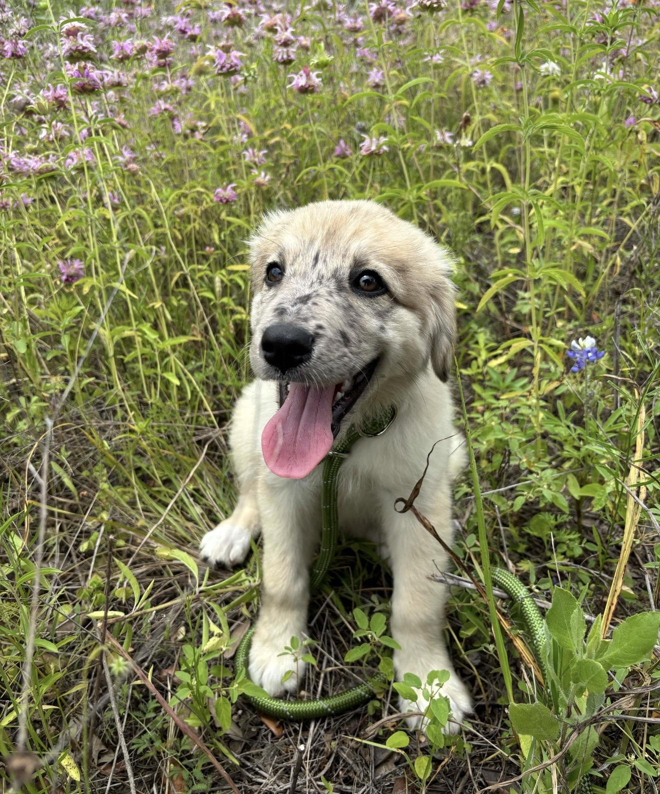 Enlarge Pippie, an adopted mixed breed in Pflugerville, TX image 1/5