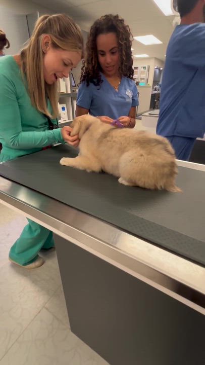 Enlarge Pippie, an adopted mixed breed in Pflugerville, TX video 4/5