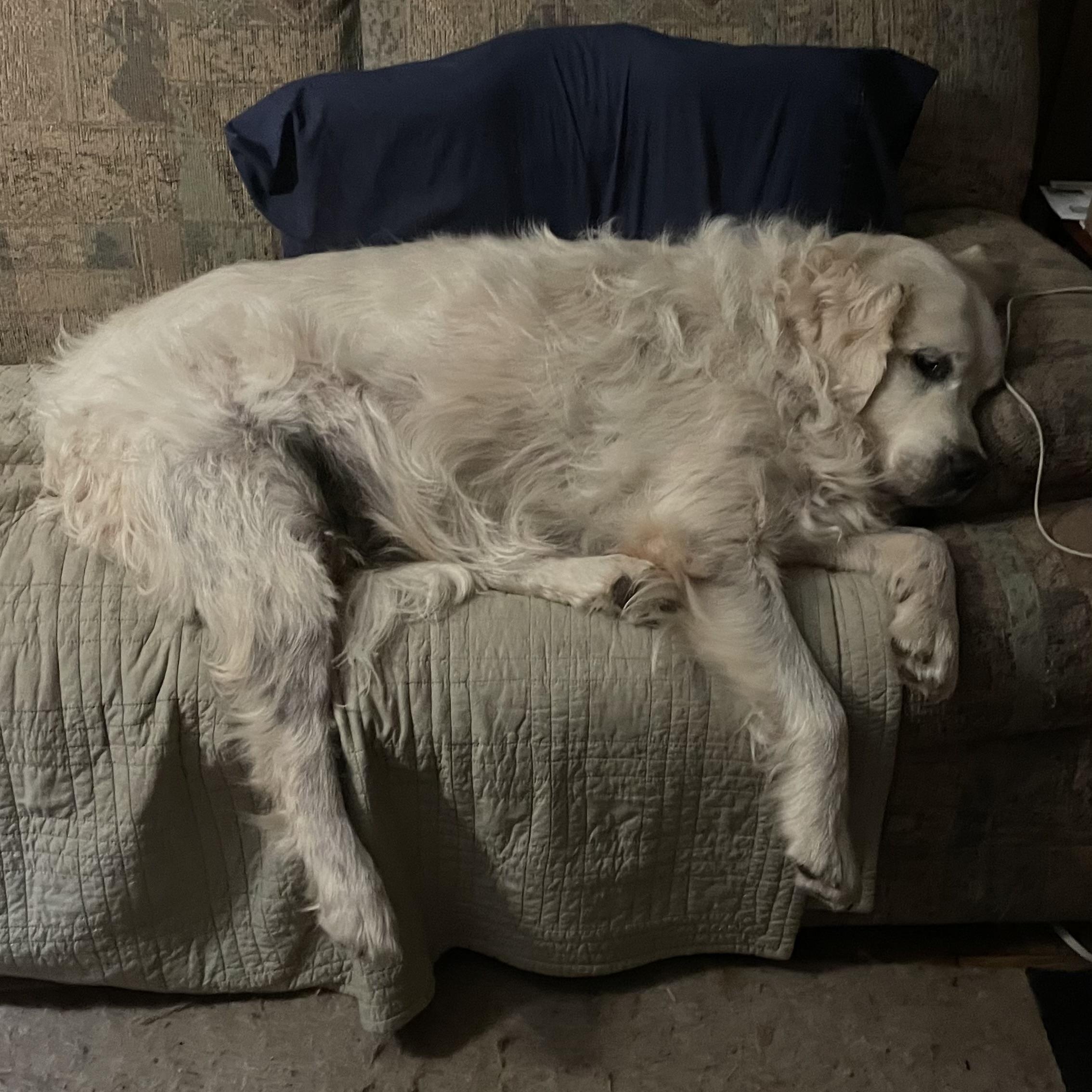 Enlarge Silas, a Adoptable Golden Retriever in Grand Rapids, MI image 2/3