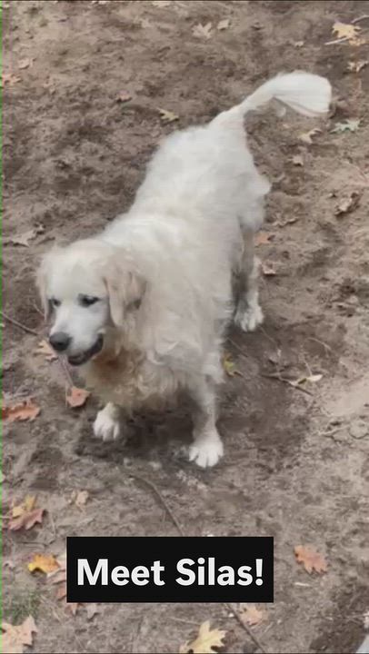 Enlarge Silas, a Adoptable Golden Retriever in Grand Rapids, MI video 3/3