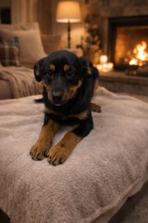 Enlarge Holly, a ADOPTABLE mixed breed in Lebanon, TN image 1/3