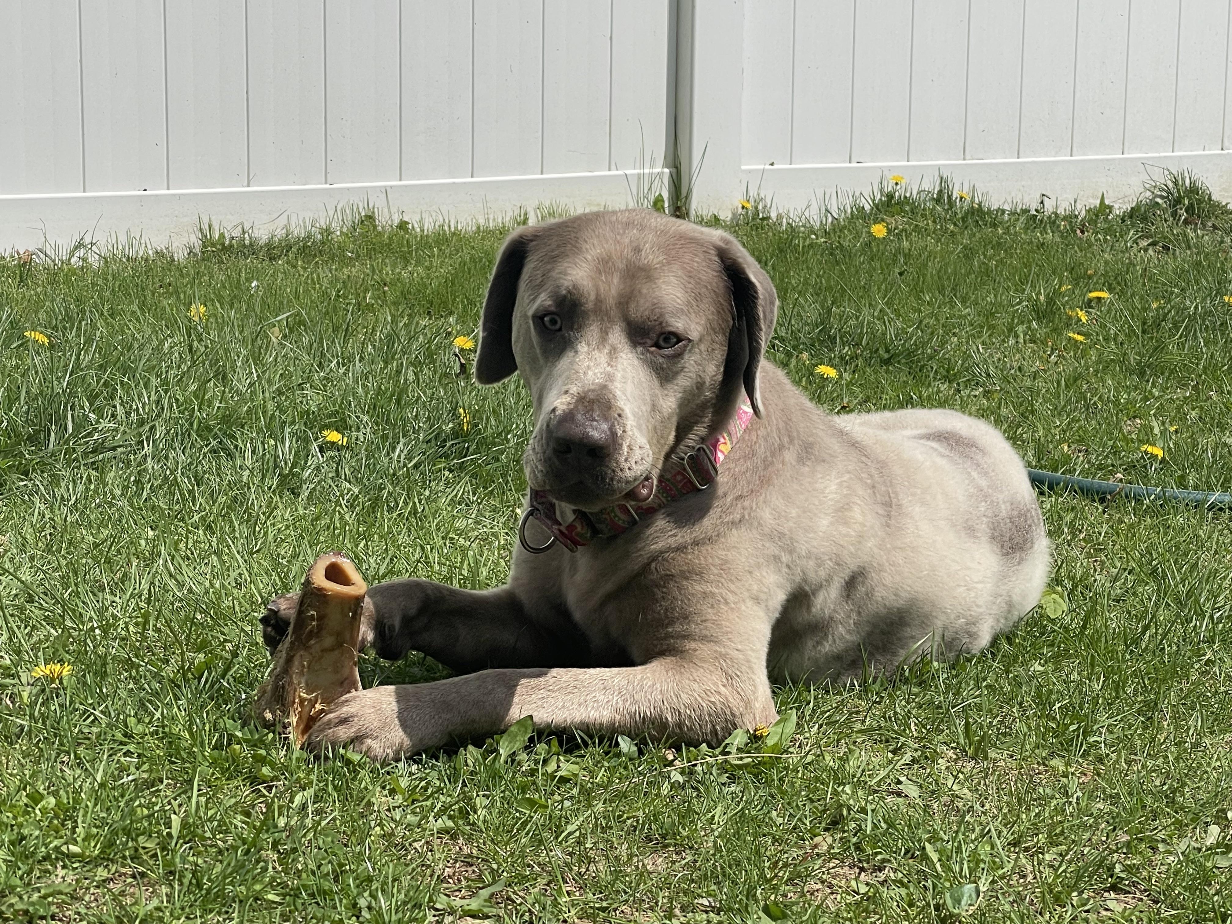 CJ, ADOPTABLE, Young Male Labrador Retriever.