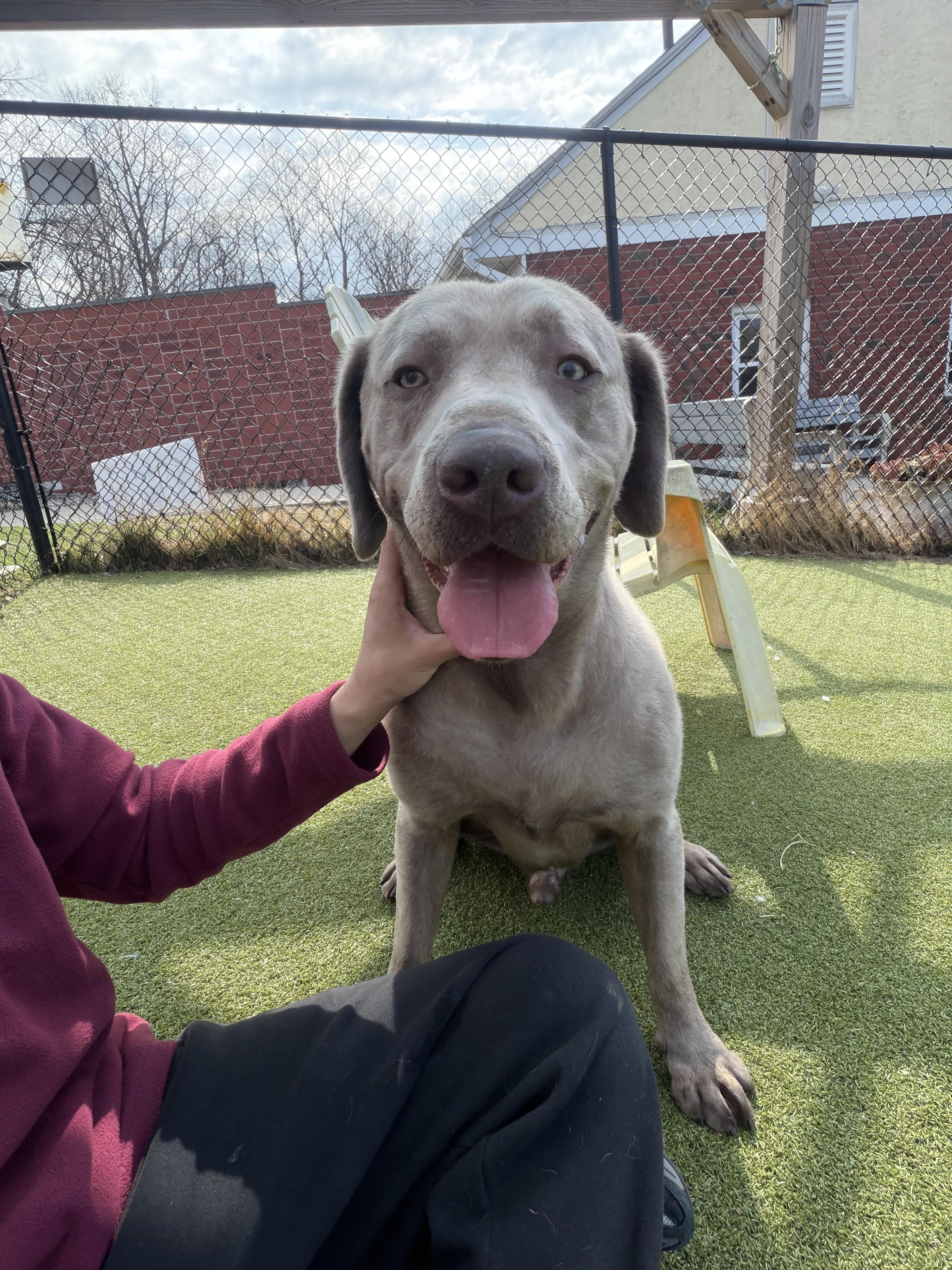 Enlarge CJ, a ADOPTABLE Labrador Retriever in Harrison, NY image 4/6