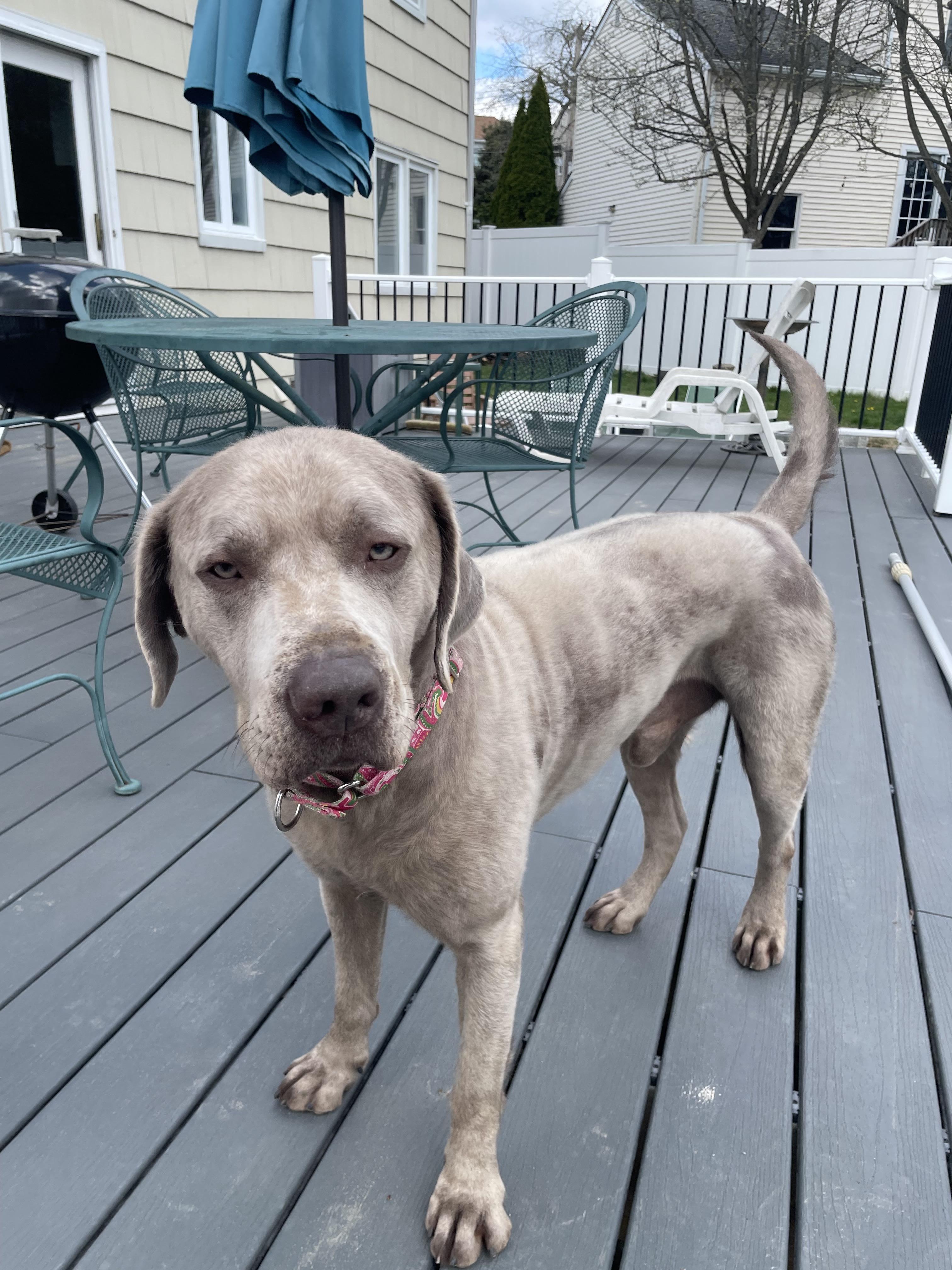 Enlarge CJ, a ADOPTABLE Labrador Retriever in Harrison, NY image 5/6