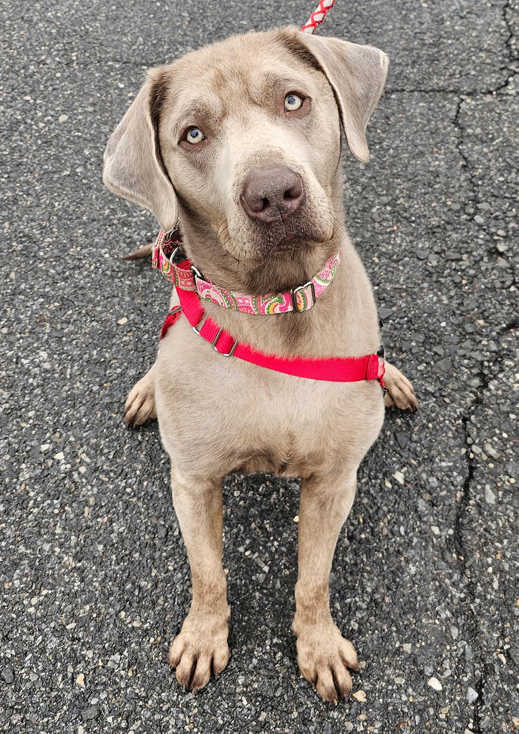 Enlarge CJ, a ADOPTABLE Labrador Retriever in Harrison, NY image 3/6