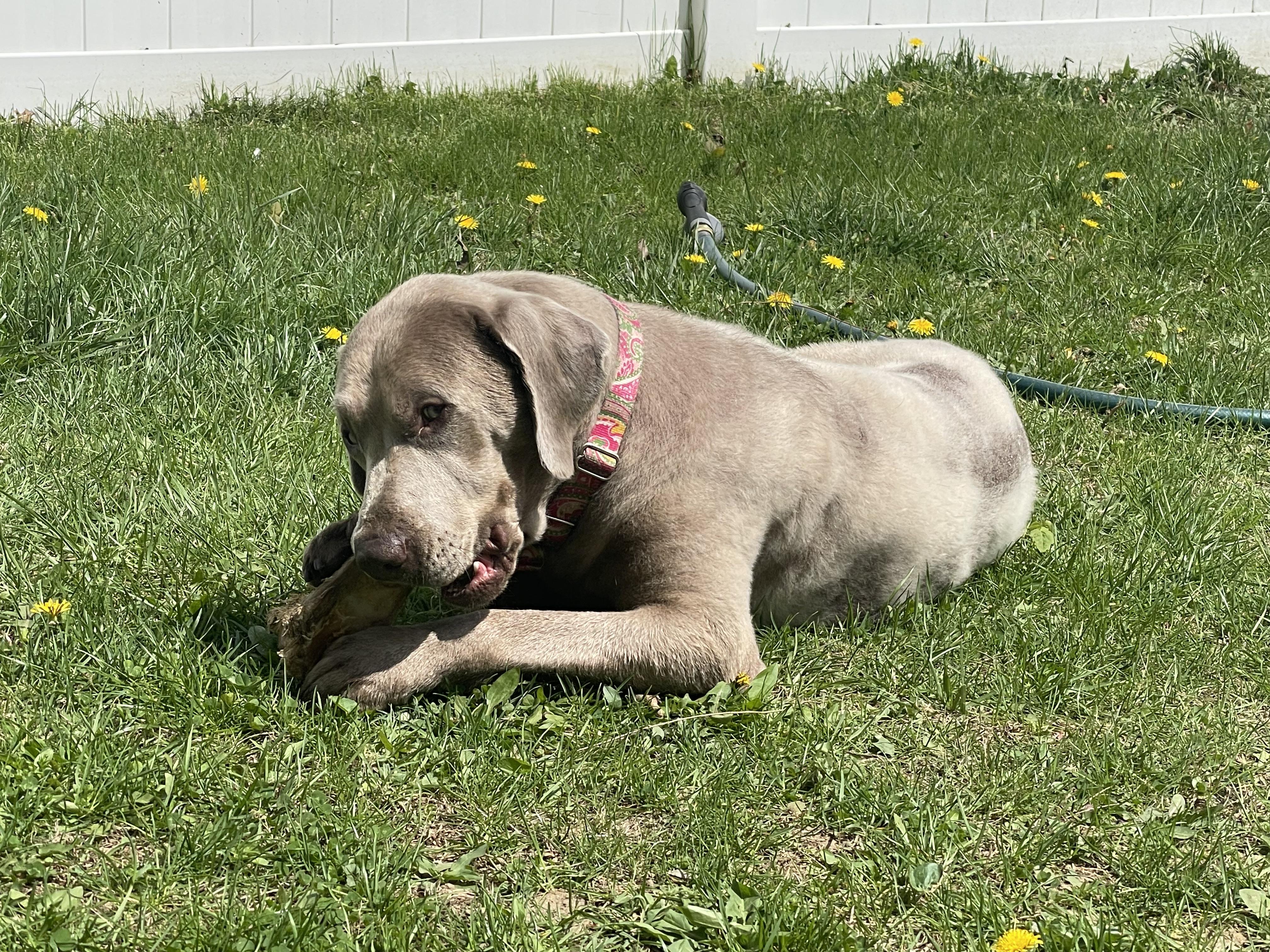 Enlarge CJ, a ADOPTABLE Labrador Retriever in Harrison, NY image 2/6