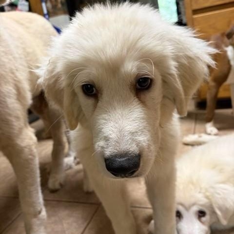 Enlarge Maverick, a ADOPTABLE mixed breed in Unionville, CT image 4/6