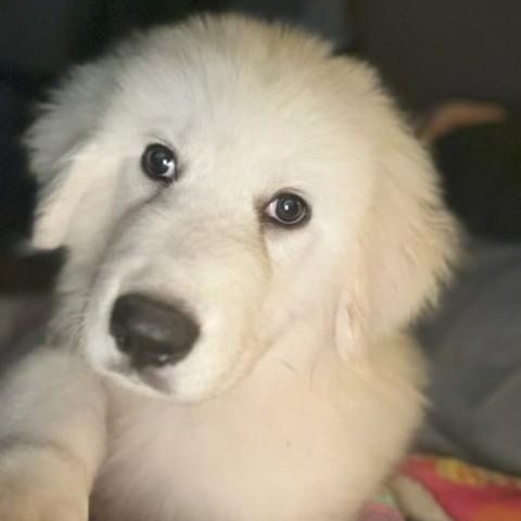 Enlarge Maverick, a ADOPTABLE mixed breed in Unionville, CT image 2/6