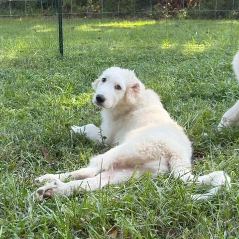 Enlarge Maverick, a ADOPTABLE mixed breed in Unionville, CT image 5/6