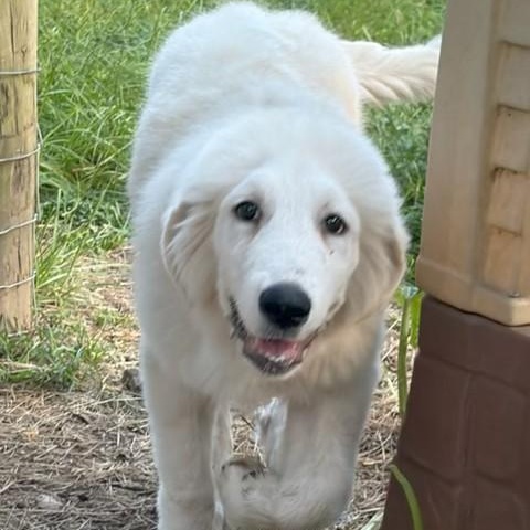 Maverick, ADOPTABLE, Young Male Great Pyrenees.