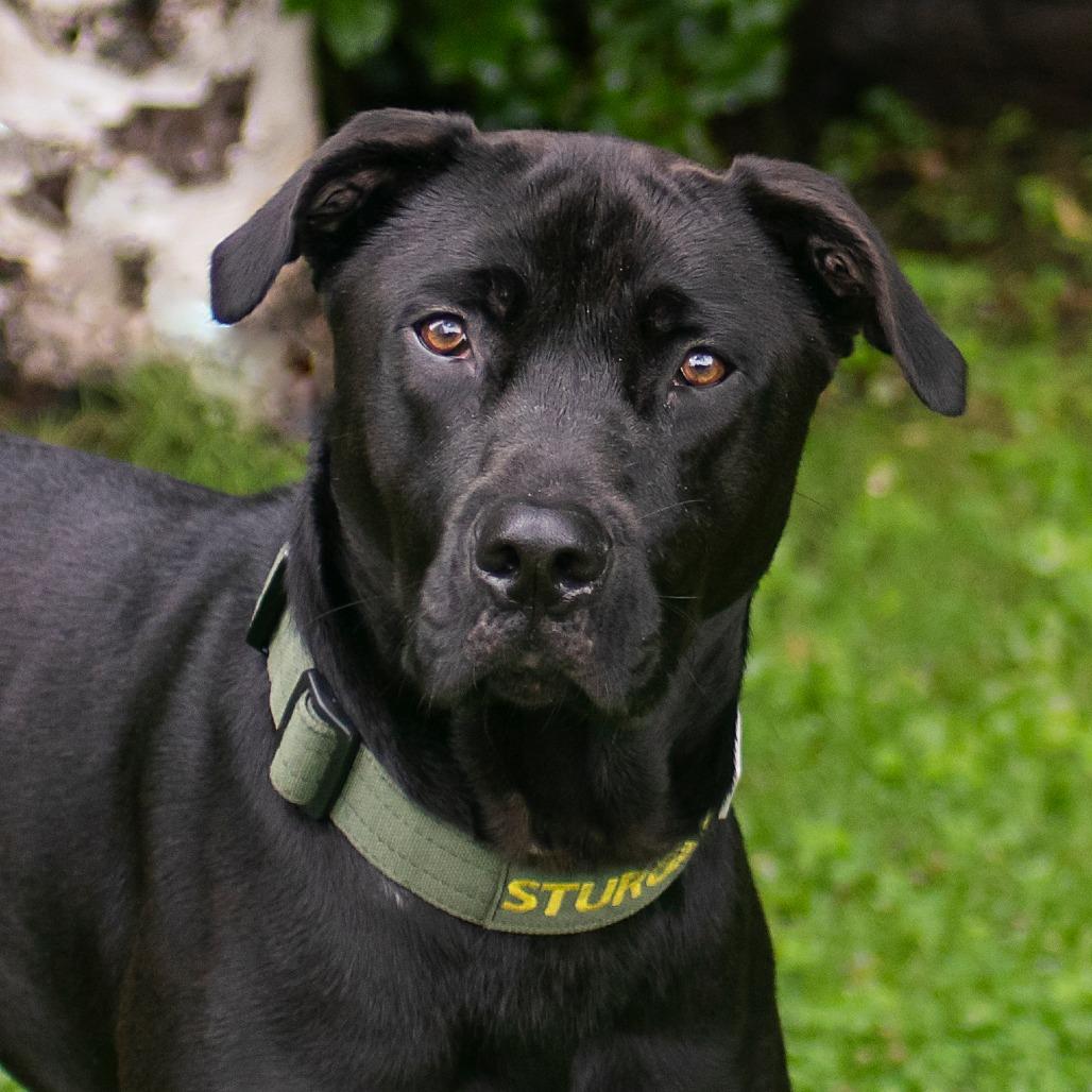 Sturgill, Adoptable, Adult Male Black Labrador Retriever.