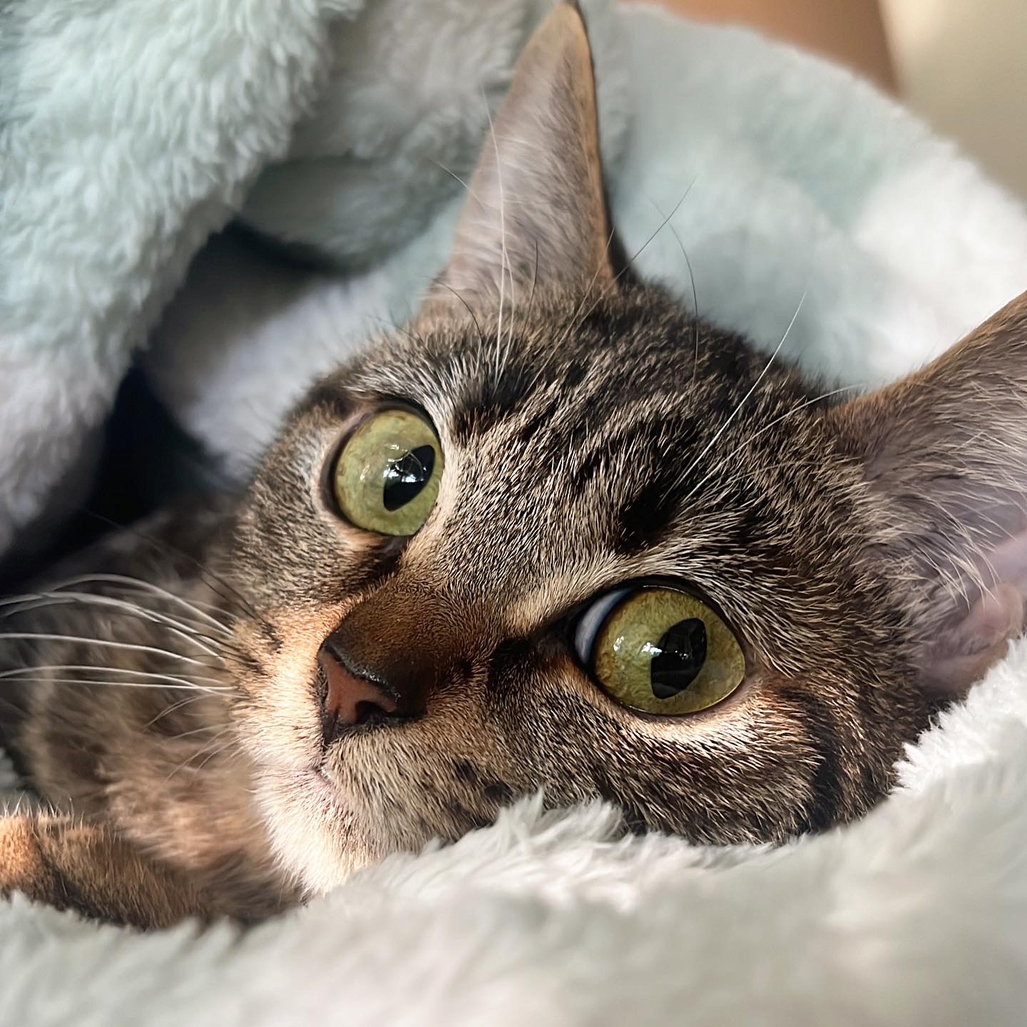 Reed, Adoptable, Adult Male Domestic Short Hair.