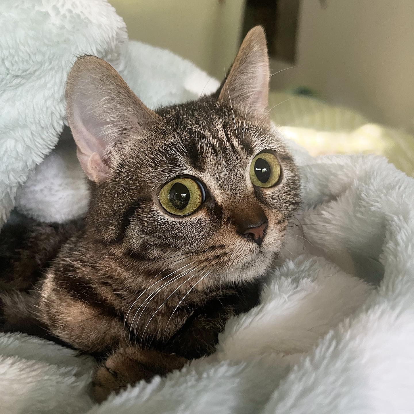 Enlarge Reed, a Adoptable Domestic Short Hair in Los Angeles, CA image 4/4